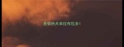 圣伯纳犬串拉布拉多
