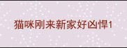 猫咪刚来新家好凶悍