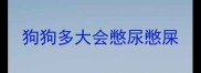狗狗多大会憋尿憋屎