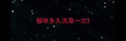 猫咪多久洗澡一次