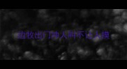 边牧出门冲人叫不让人摸