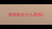 狗狗脱毛什么原因