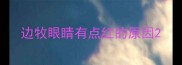 边牧眼睛有点红的原因