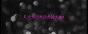 几个月拉布拉多掉犬齿