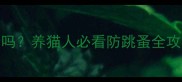 室内猫咪会得跳蚤吗养猫人必看防跳蚤全攻略附真实案例