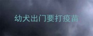 幼犬出门要打疫苗