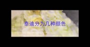 泰迪分为几种颜色