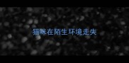 猫咪在陌生环境走失