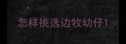 怎样挑选边牧幼仔