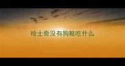 哈士奇没有狗粮吃什么