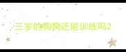 三岁的狗狗还能训练吗