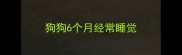 狗狗6个月经常睡觉