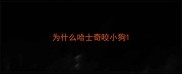 为什么哈士奇咬小狗