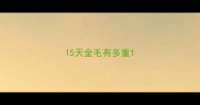 15天金毛有多重