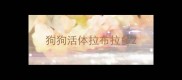 狗狗活体拉布拉多