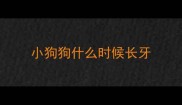 小狗狗什么时候长牙