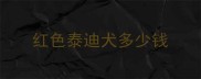 红色泰迪犬多少钱
