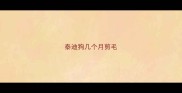 泰迪狗几个月剪毛