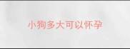 小狗多大可以怀孕
