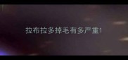 拉布拉多掉毛有多严重