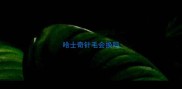 哈士奇针毛会换吗