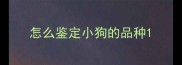 怎么鉴定小狗的品种