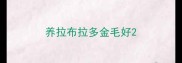 养拉布拉多金毛好