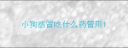 小狗感冒吃什么药管用