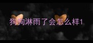 狗狗淋雨了会怎么样