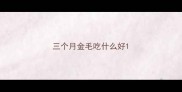 三个月金毛吃什么好