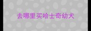 去哪里买哈士奇幼犬