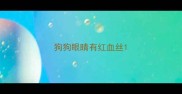 狗狗眼睛有红血丝