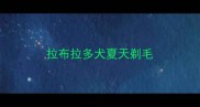拉布拉多犬夏天剃毛