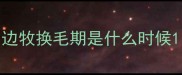 边牧换毛期是什么时候