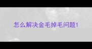 怎么解决金毛掉毛问题