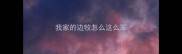 我家的边牧怎么这么笨