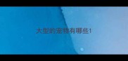 大型的宠物有哪些