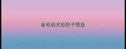 金毛幼犬拉肚子带血