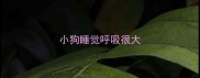 小狗睡觉呼吸很大