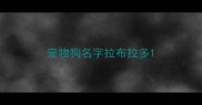 宠物狗名字拉布拉多