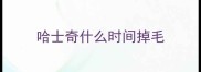 哈士奇什么时间掉毛