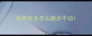 拉布拉多怎么跑步不动