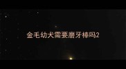 金毛幼犬需要磨牙棒吗