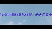 两个月大的松狮体重和体型幼犬发育全指南