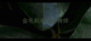 金毛剃毛后全身痒