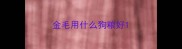 金毛用什么狗粮好