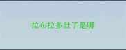 拉布拉多肚子是哪