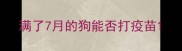 满了7月的狗能否打疫苗