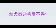 幼犬泰迪毛发不卷
