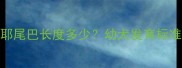 两个月大萨摩耶尾巴长度多少幼犬发育标准与尾巴养护全